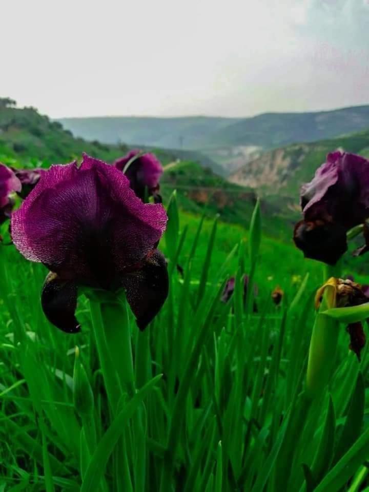 شقة سيلا Irbid Esterno foto